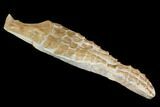 Fossil Plesiosaur Paddle - Goulmima, Morocco #164057-3